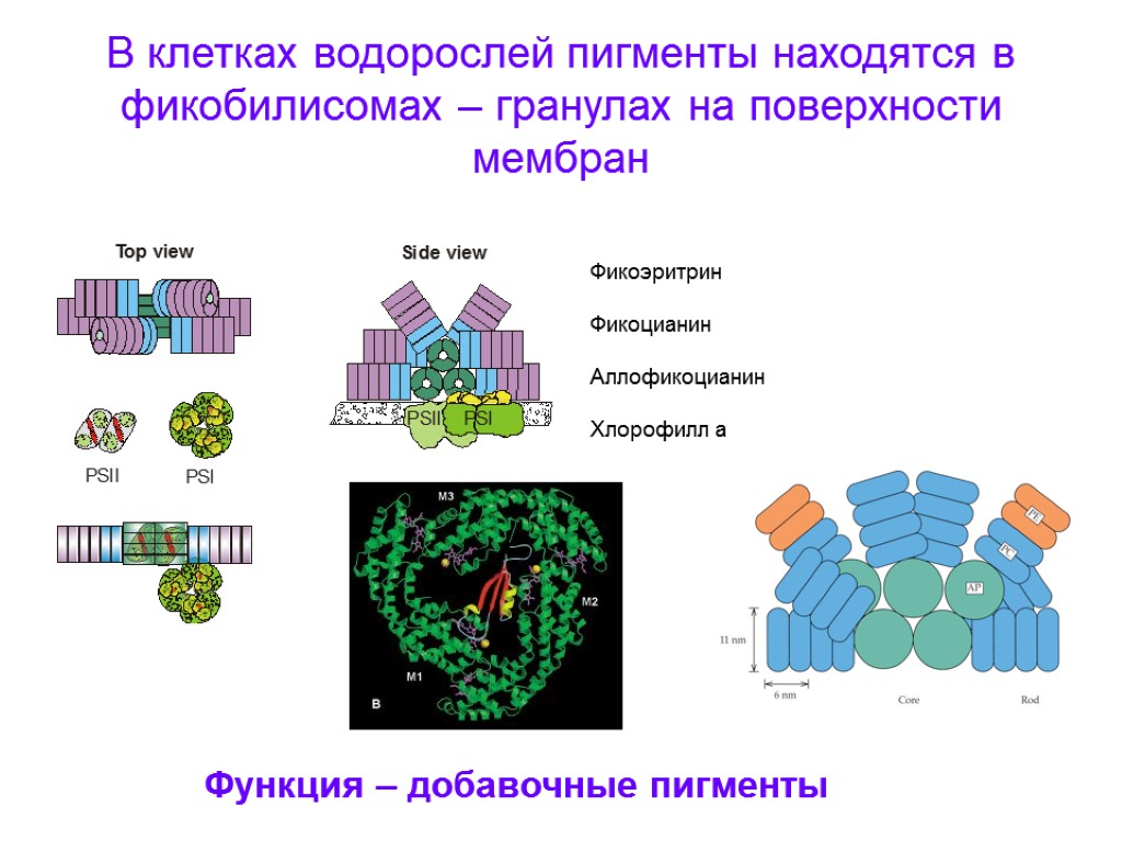 В клетках водорослей пигменты находятся в фикобилисомах – гранулах на поверхности мембран Фикоэритрин Фикоцианин
